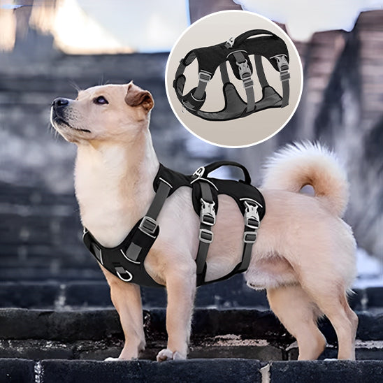 chien-harnais-noir