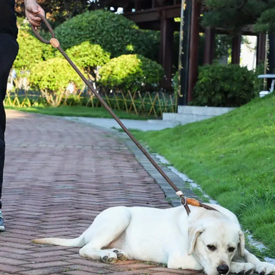 laisse de chien pour animal de compagnie