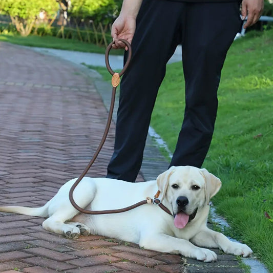 chien attacher laisse se repose