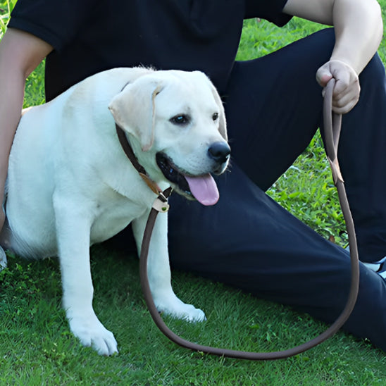 laisse chien avec maitre dans un parc