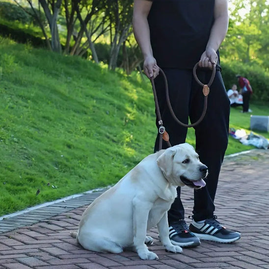 promenade chien et maitre avec laisse