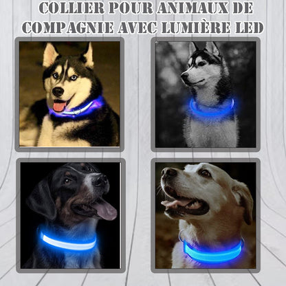 DOG Collars™ ,Colier Lumineux rechargeable pour chien a toute les Tailles - ChienShop